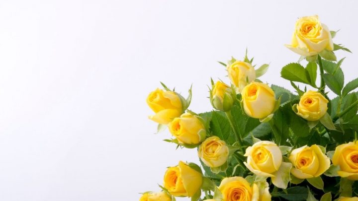 Yellow Rose Meaning In Relationship & Top 3 Yellow Rose Types