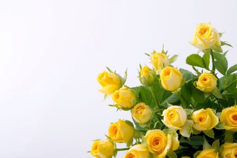 Yellow-Rose-Meaning-In-Relationship-Top-3-Yellow-Rose-Types