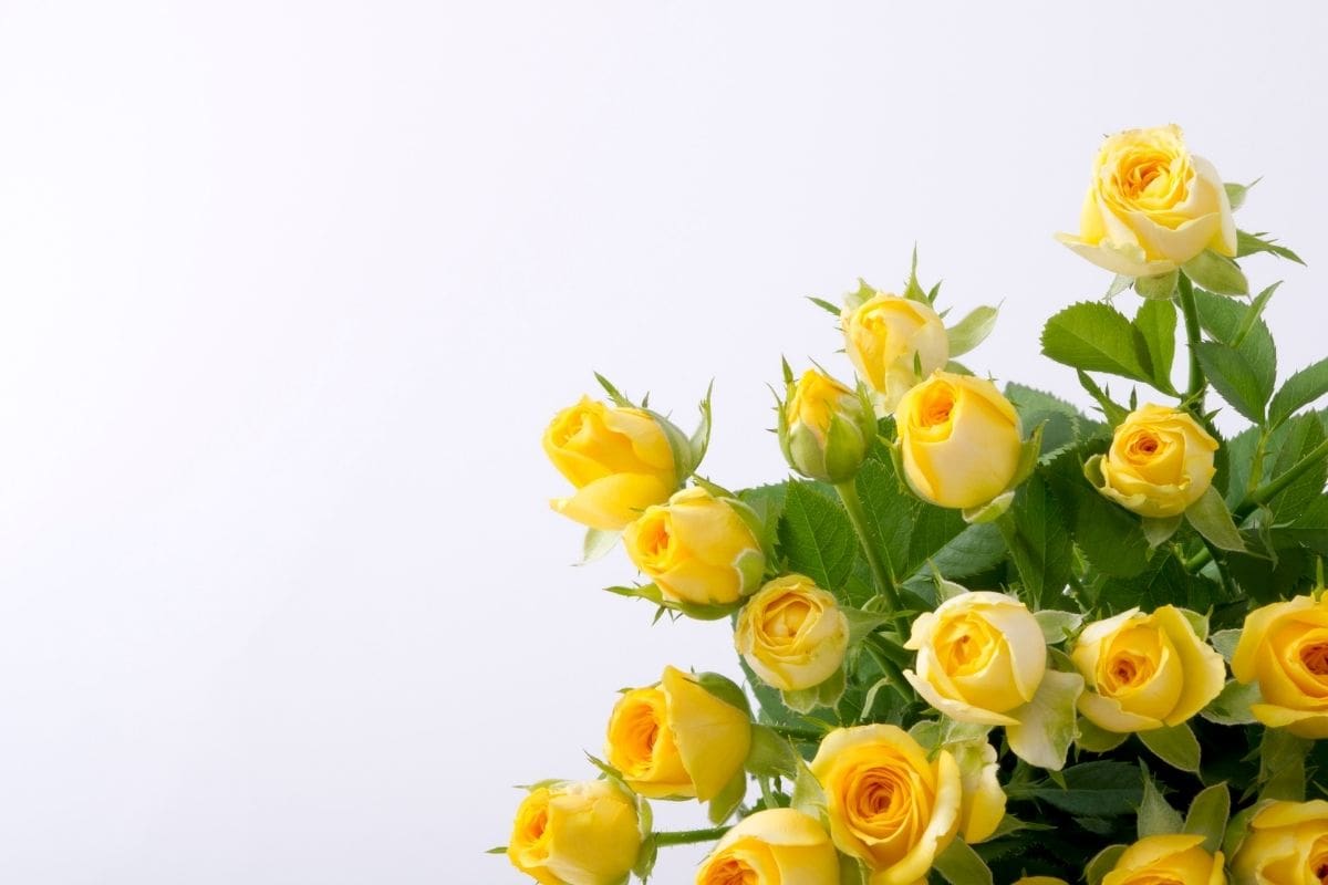 Yellow Rose Meaning In Relationship & Top 3 Yellow Rose Types - Plantisima