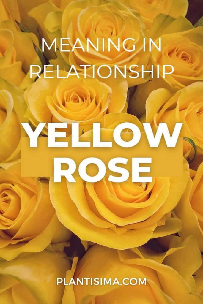 Yellow Rose Meaning In Relationship pin