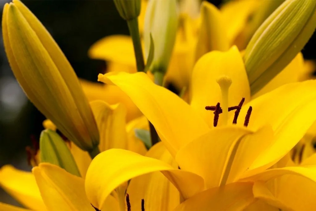 Yellow-lilies-meaning, types of lilies and their meanings
