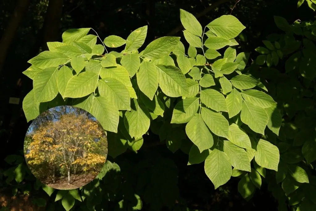 Yellowwood-Cladrastis-Lutea