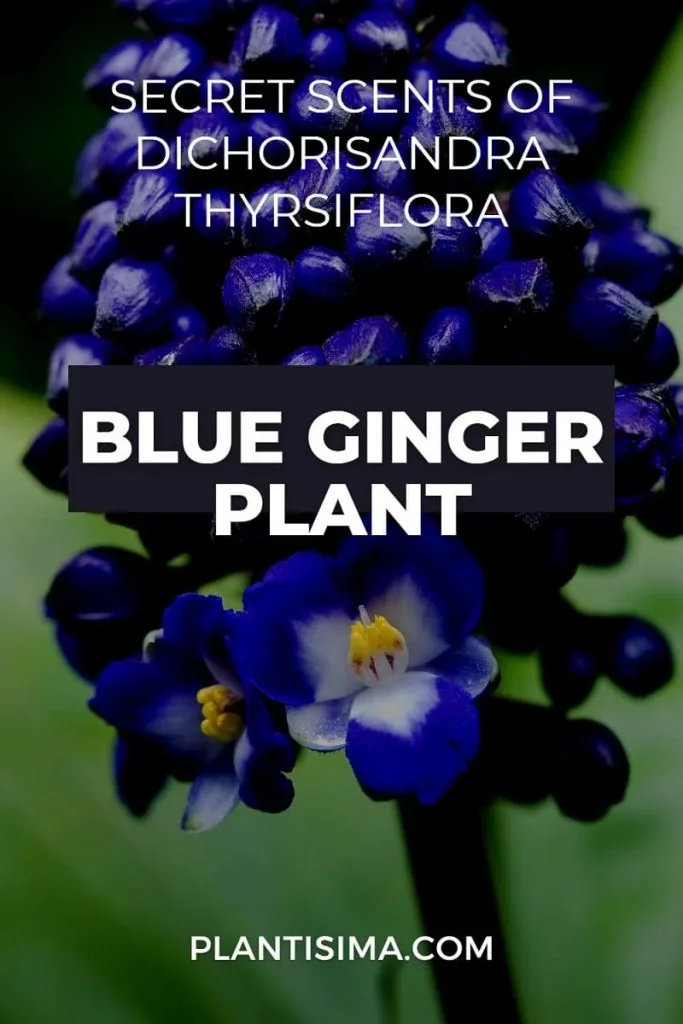 blue ginger plant pin