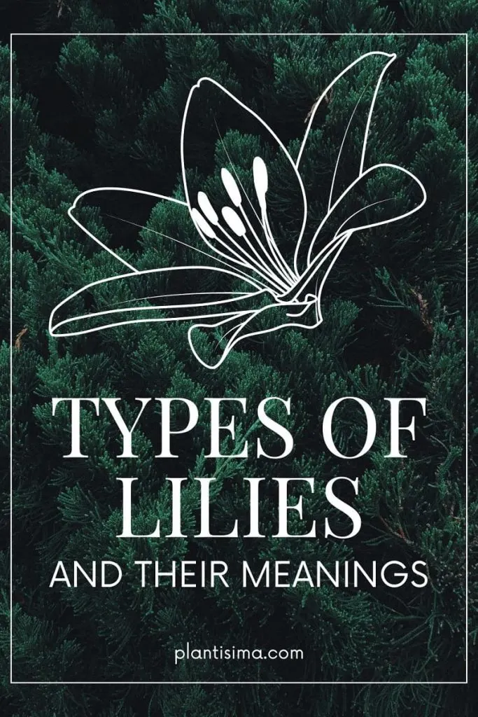 types of lilies and their meanings pin