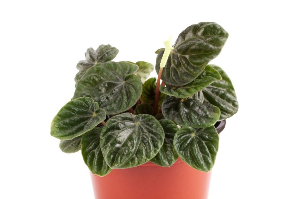 10.-Find-More-About-Emerald-Ripple-Peperomia