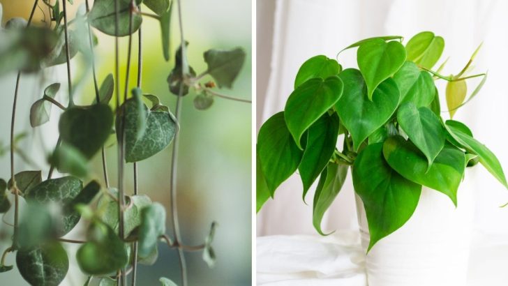 12 Heart Shaped Plants That Will Make Your Home Feel Extra Special