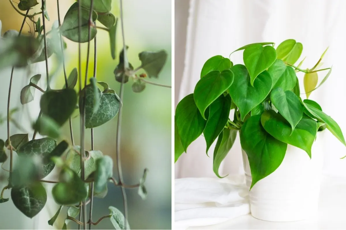 12 Heart Shaped Plants That Will Make Your Home Feel Extra Special