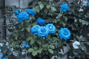 7 Hidden Meanings Behind The Mysterious Blue Rose