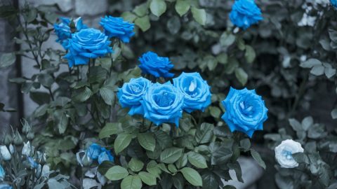 7 Hidden Meanings Behind The Mysterious Blue Rose