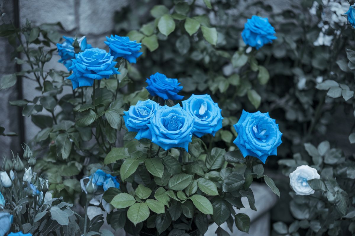 7 Hidden Meanings Behind The Mysterious Blue Rose