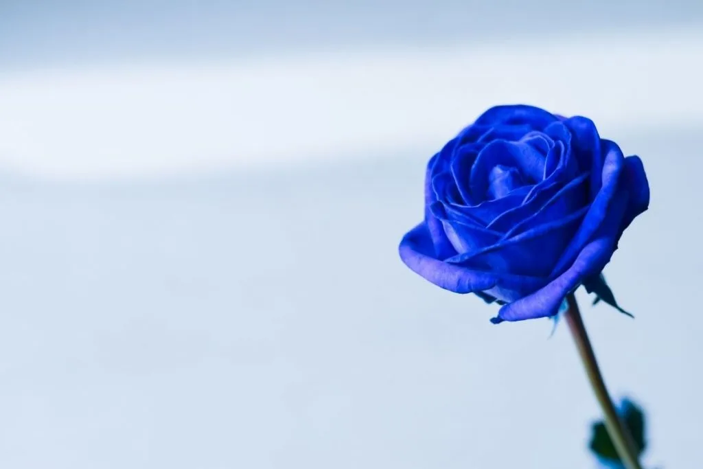 Blue Rose Meaning: Little Mystery Behind Blue Color - Plantisima