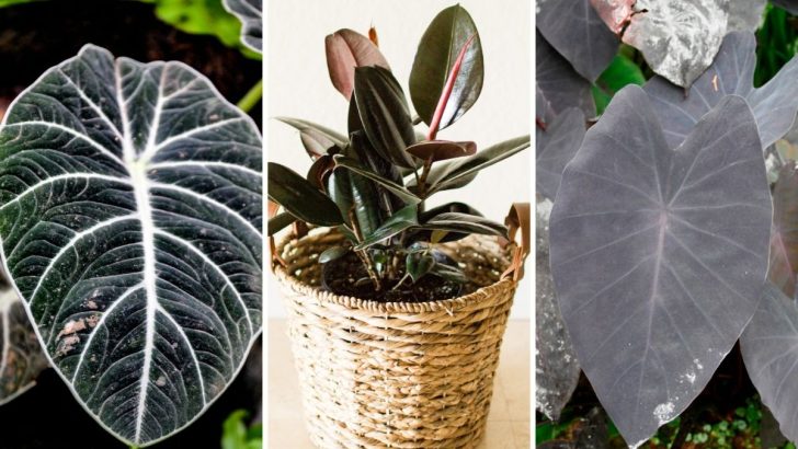 9 Stunning Black Houseplants to Elevate Your Home Decor