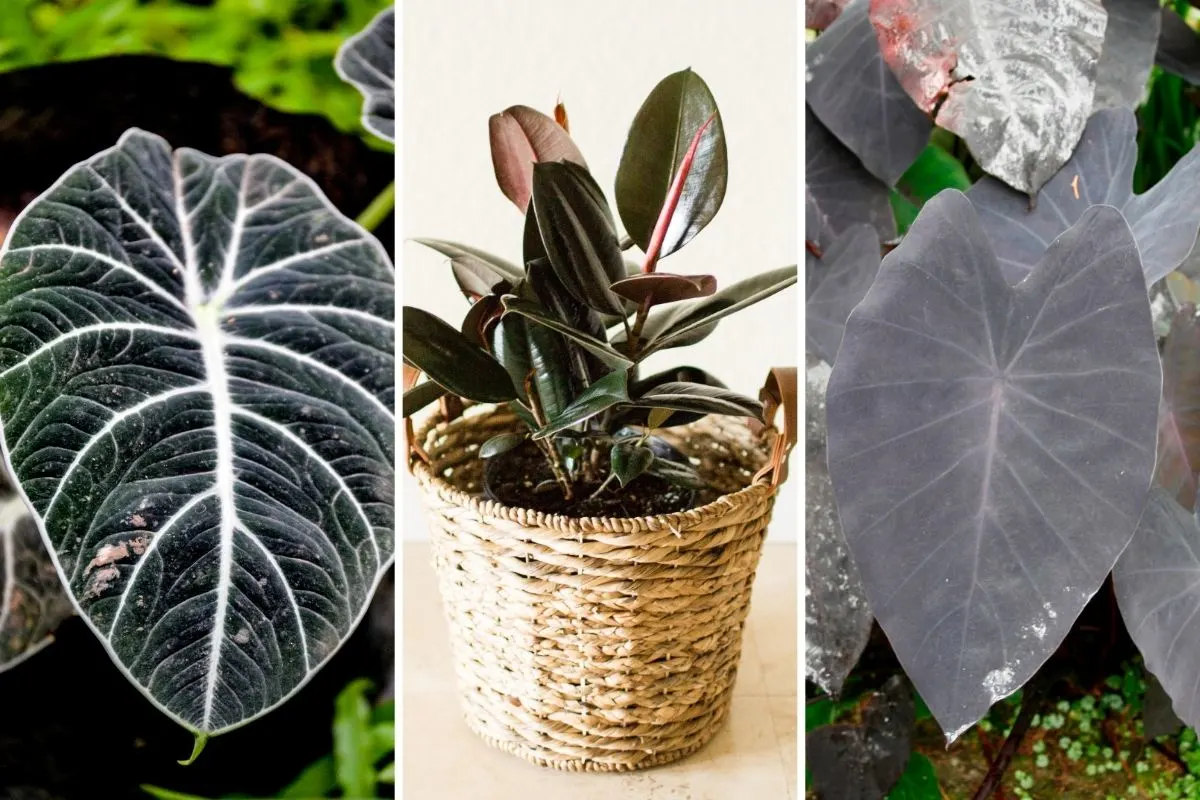 9 Stunning Black Houseplants to Elevate Your Home Decor