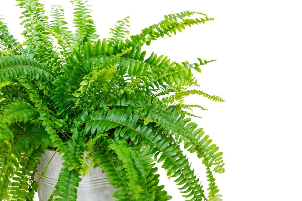 Fluffy Ruffle Fern Perfect Plant For Your Living Room Plantisima