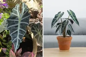 African Mask Plant (Alocasia Plant)