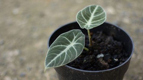 Alocasia-Black-Velvet_-Care-And-Tips-For-Black-Alocasia