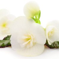 Begonia-White_-Care-Guide-For-A-White-Beauty