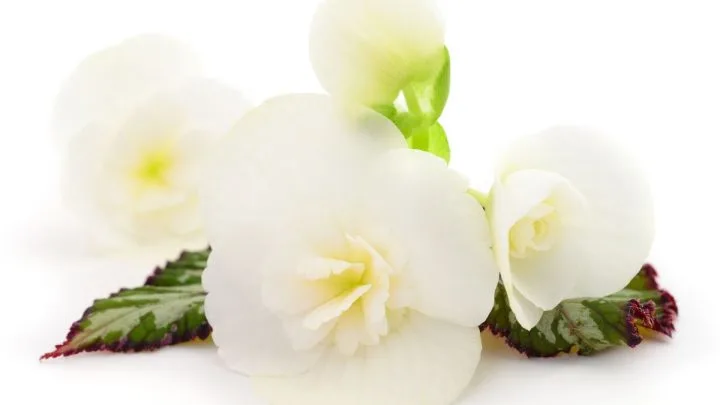 How to Care for White Begonias and Keep Them Thriving
