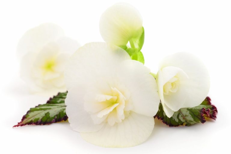 Begonia-White_-Care-Guide-For-A-White-Beauty