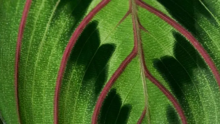 11 Big Leaf Houseplants to Make a Statement Indoors