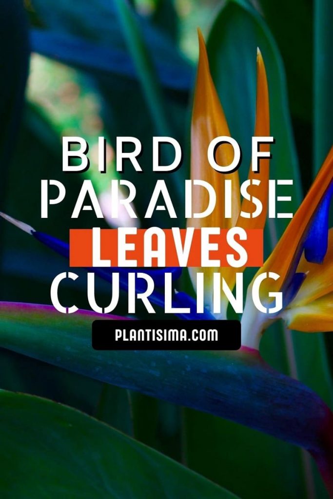 Bird Of Paradise Leaves Curling pin
