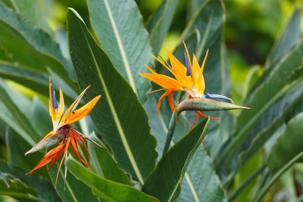 Bird-Of-Paradise-Leaves-Curling_-Green-Paradise-With-Issues