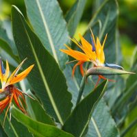 Bird-Of-Paradise-Leaves-Curling_-Green-Paradise-With-Issues