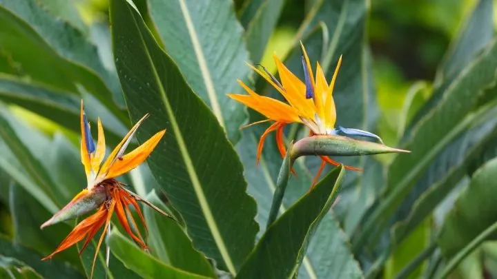 Keep Your Bird of Paradise Thriving by Solving the Curling Leaf Problem