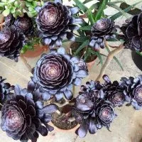 Black-House-Plants_-9-Perfect-Black-Plants-For-Your-Home