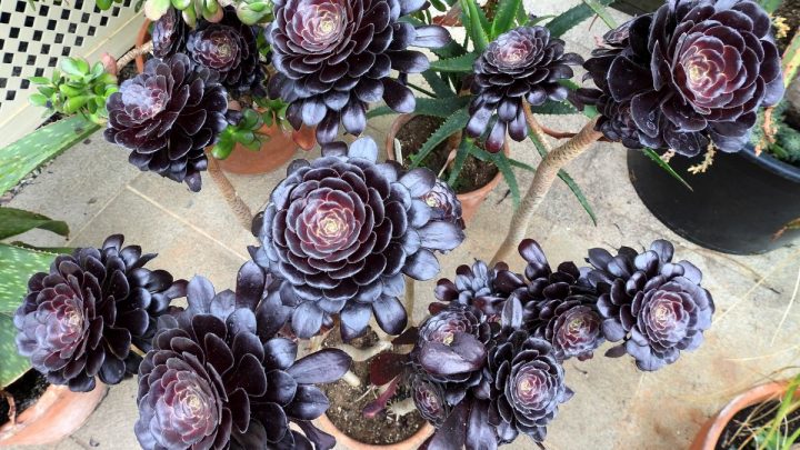 Black House Plants: 9 Perfect Black Plants For Your Home
