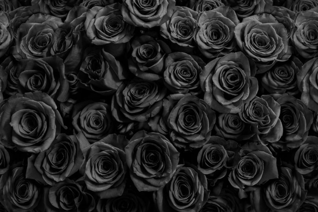 Unveiling the Meaning Behind the Mysterious Black Rose