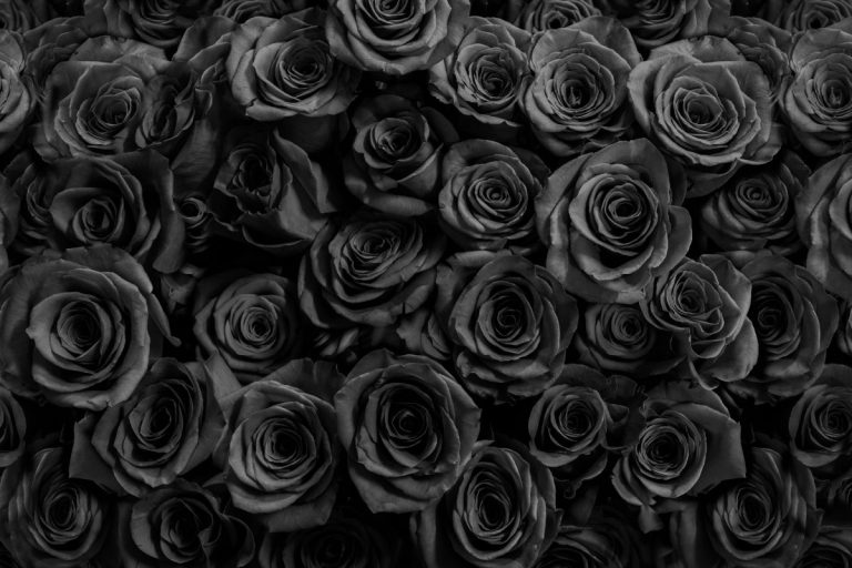 Unveiling the Meaning Behind the Mysterious Black Rose