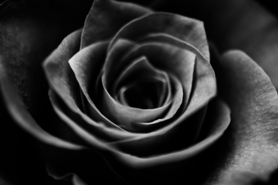 Black Rose Meaning: What Does The Black Rose Say? - Plantisima