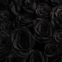 Black-Rose-Meaning_-What-Does-The-Black-Rose-Say