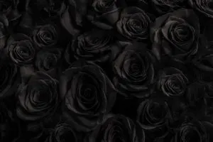 Black-Rose-Meaning_-What-Does-The-Black-Rose-Say