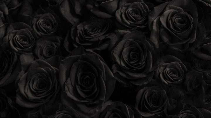 Black Rose Meaning: What Does The Black Rose Say?