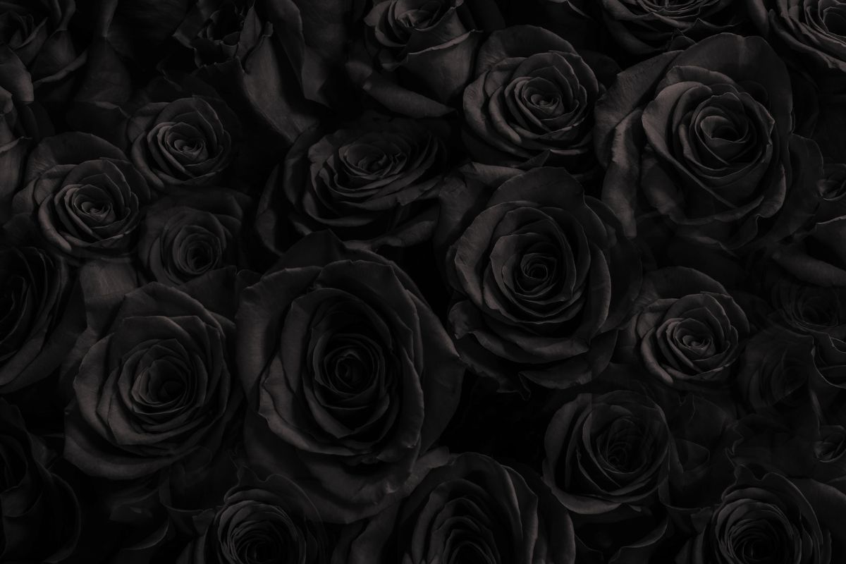 Black Rose Meaning: What Does The Black Rose Say? - Plantisima