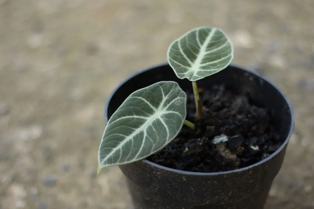 Black-Velvet-Alocasia-And-Its-Black-_Flowers