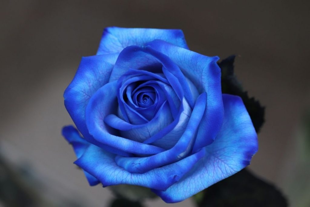 Blue-Rose-Meaning-in-Life