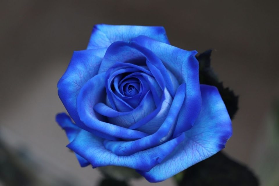Blue Rose Meaning Little Mystery Behind Blue Color Plantisima
