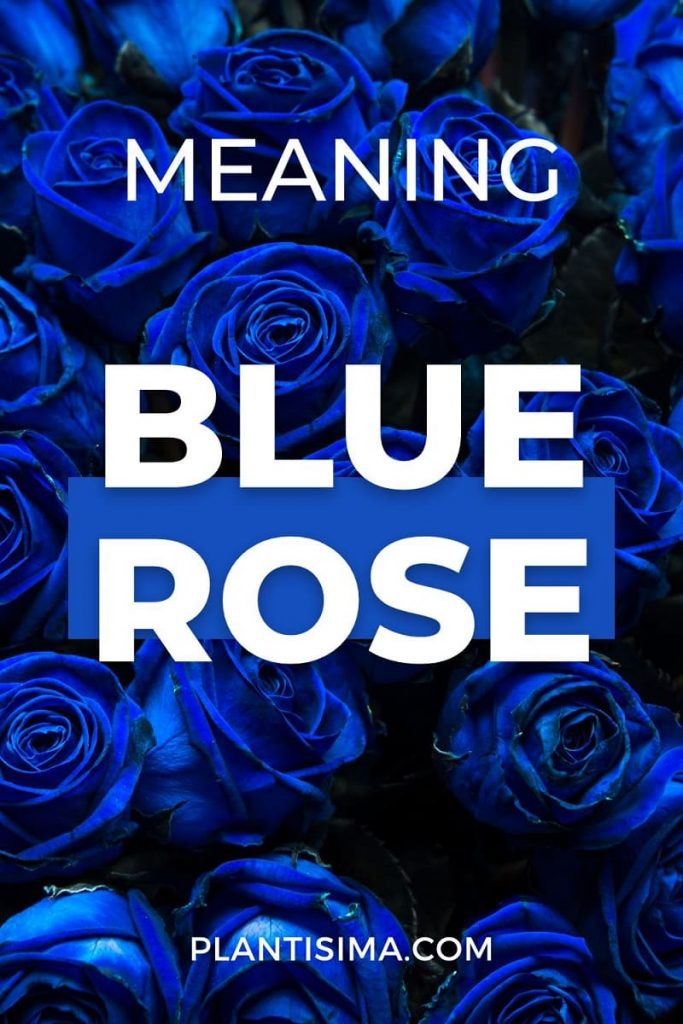 Blue Rose Meaning pin