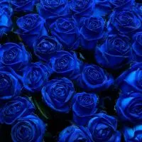 Blue-Rose-Meaning_-Little-Mystery-Behind-Blue-Color