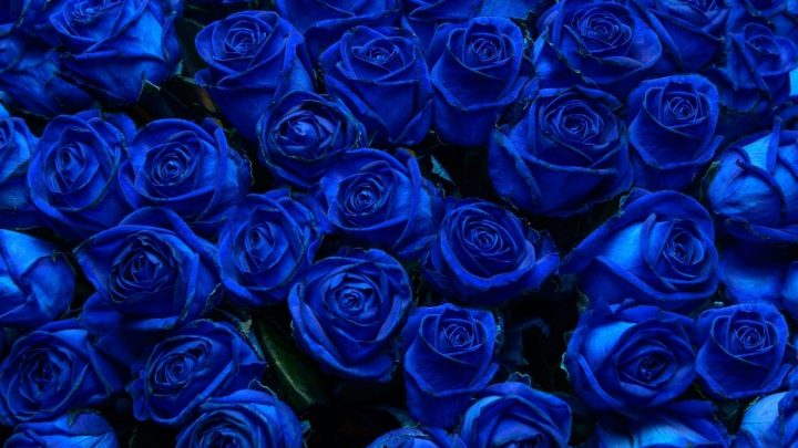 Blue Rose Meaning: Little Mystery Behind Blue Color