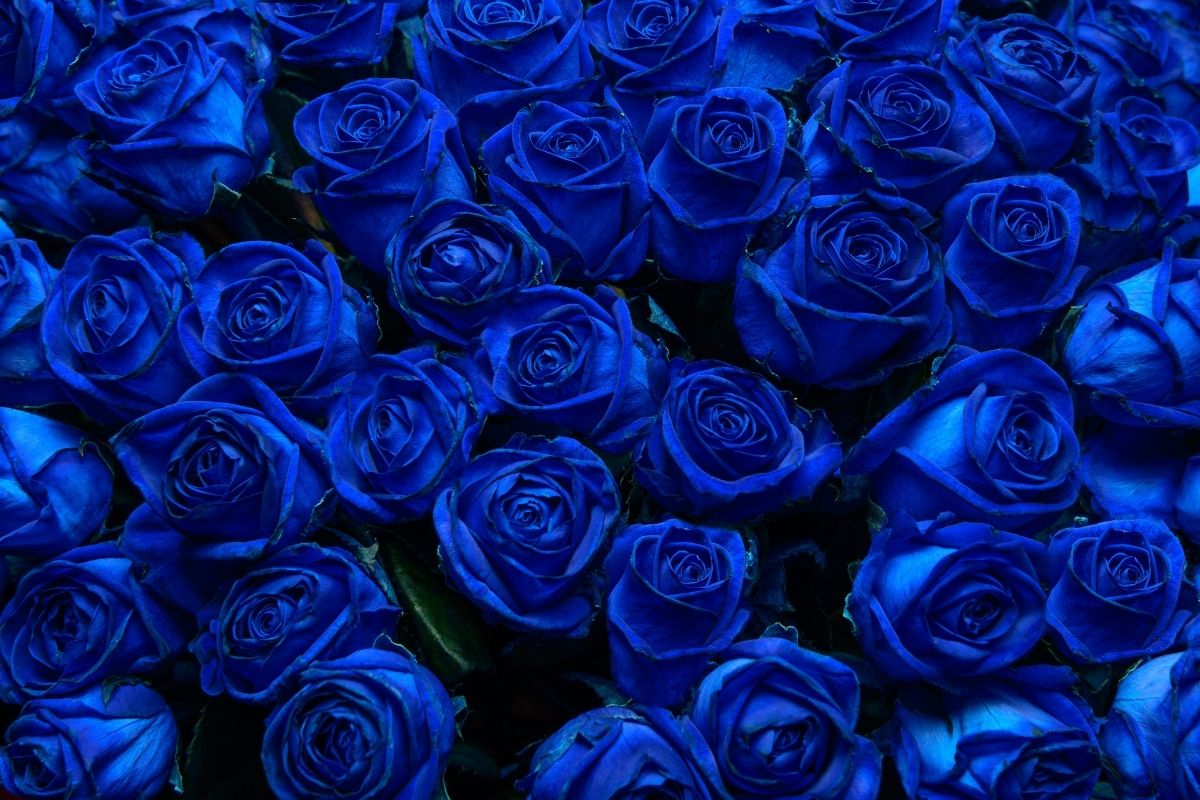 Blue Rose Meaning Little Mystery Behind Blue Color Plantisima 8790