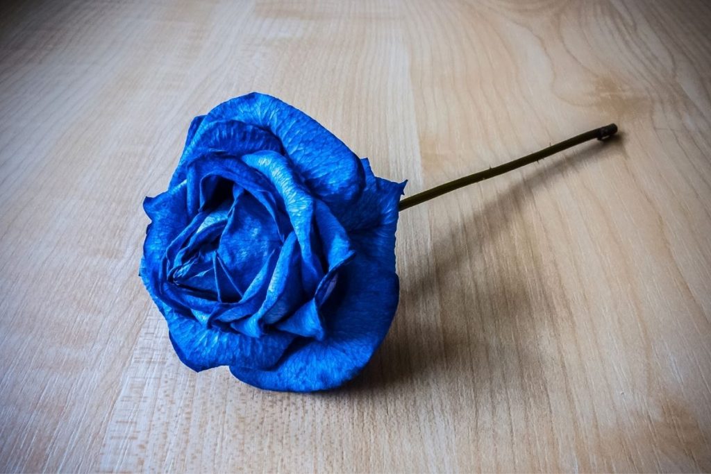 Blue-Roses-Meaning-In-The-Funeral