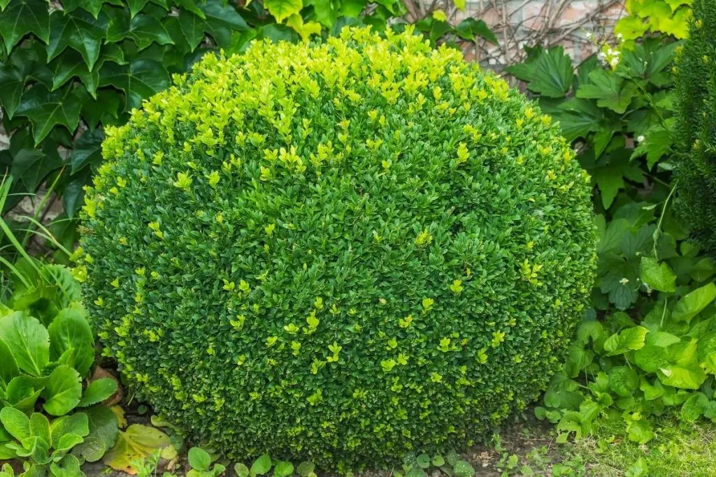 Boxwood-Buxus-sempervierns