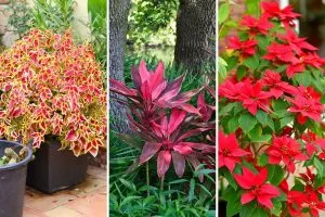 Bring Bold Color to Your Space with These 11 Red Leaf Plants