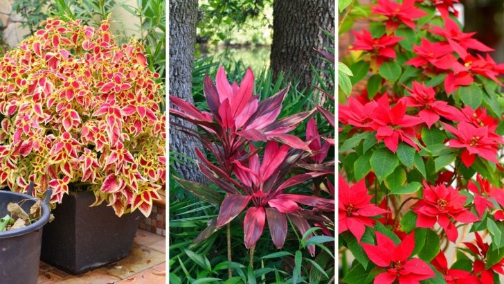 Bring Bold Color to Your Space with These 11 Red Leaf Plants