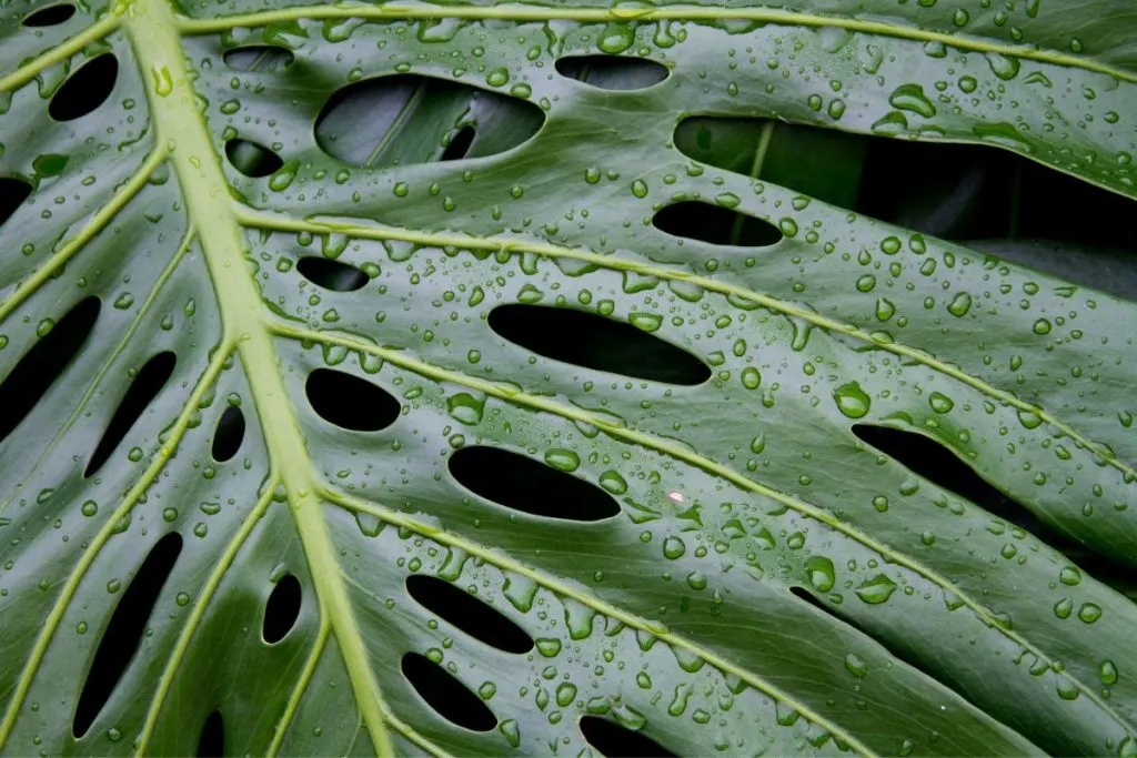 Brown-Tips-And-On-my-Monstera-Plant