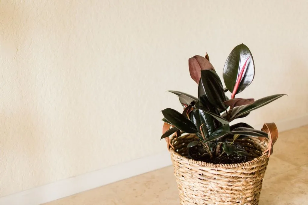 Burgundy-Rubber-Plant-Ficus-Elastica-Is-For-You